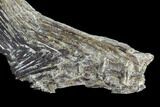 Ichthyodectes Caudal Fin & Associated Vertebrae - Kansas #93768-3